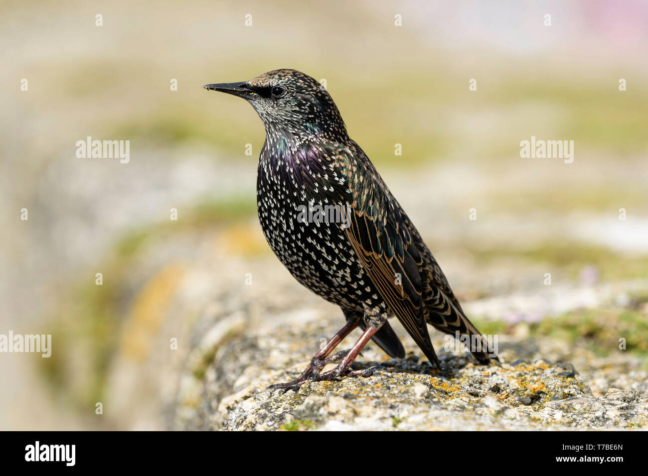 Starling, macho (Sturnus vulgaris) en el verano de plumaje, REINO UNIDO Foto de stock