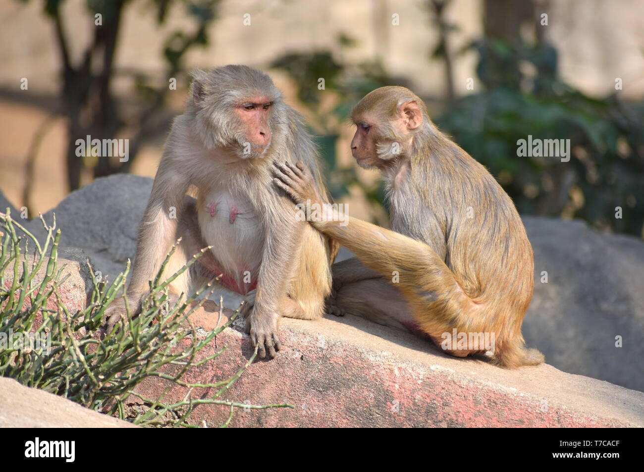 Asegurando la mano sobre el hombro: un joven mono macaco Rhesus con una hembra adulta descansando junto con fondo borroso - Concepto de aseguramiento y Amor Foto de stock