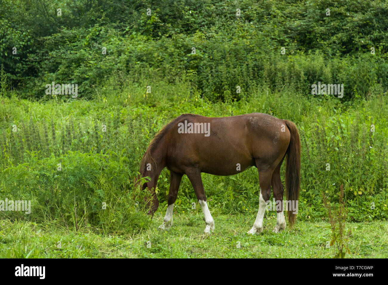 Una vista lateral de un caballo marrón que se alimenta de hierba alta Foto de stock