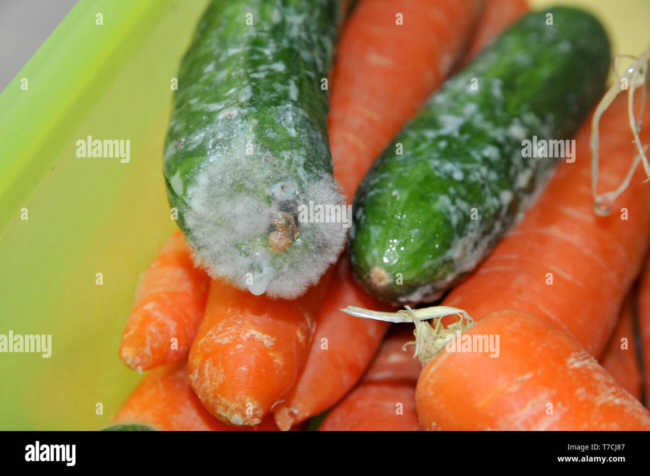 Nevera mohoso almacenados Pepino. Cierre de molde (Rhizopus sp.) creciendo en un pepino. El pepino se ha convertido en lozaneado de micelio de hongos, ne Foto de stock