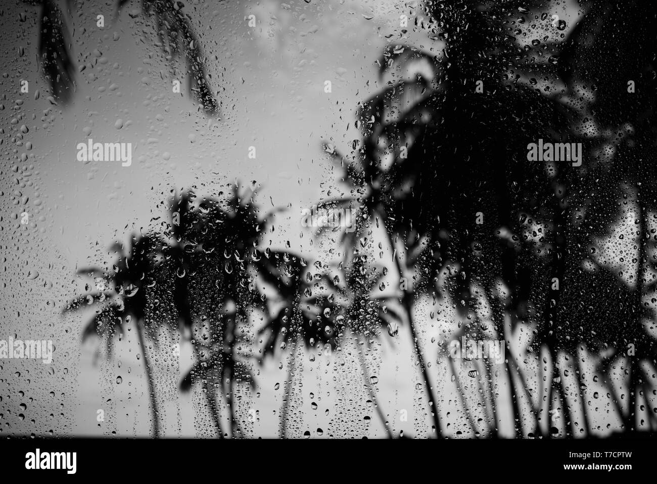 El tiempo lluvioso en la isla tropical de vidrio con gotas de agua y palmeras. Foto de stock