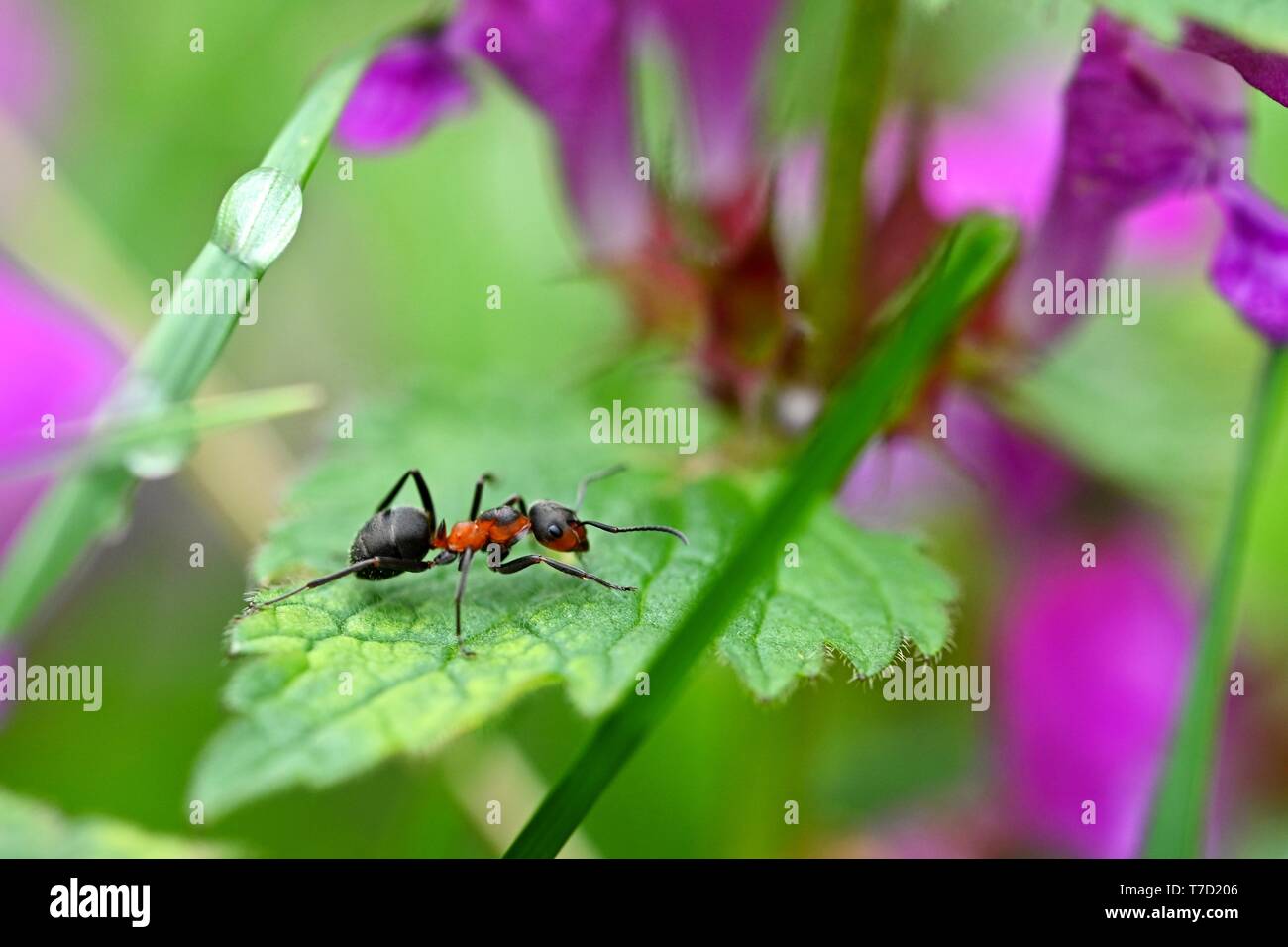 Hermosa foto de la hormiga en la hoja en la hierba. Fondo de colores naturales. Foto de stock
