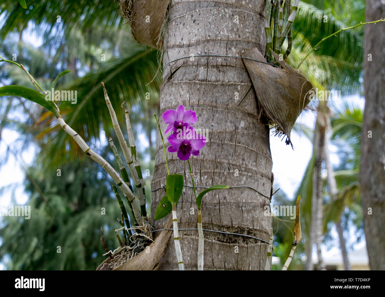 Las orquídeas crecen en el lado de la palma Fotografía de stock - Alamy