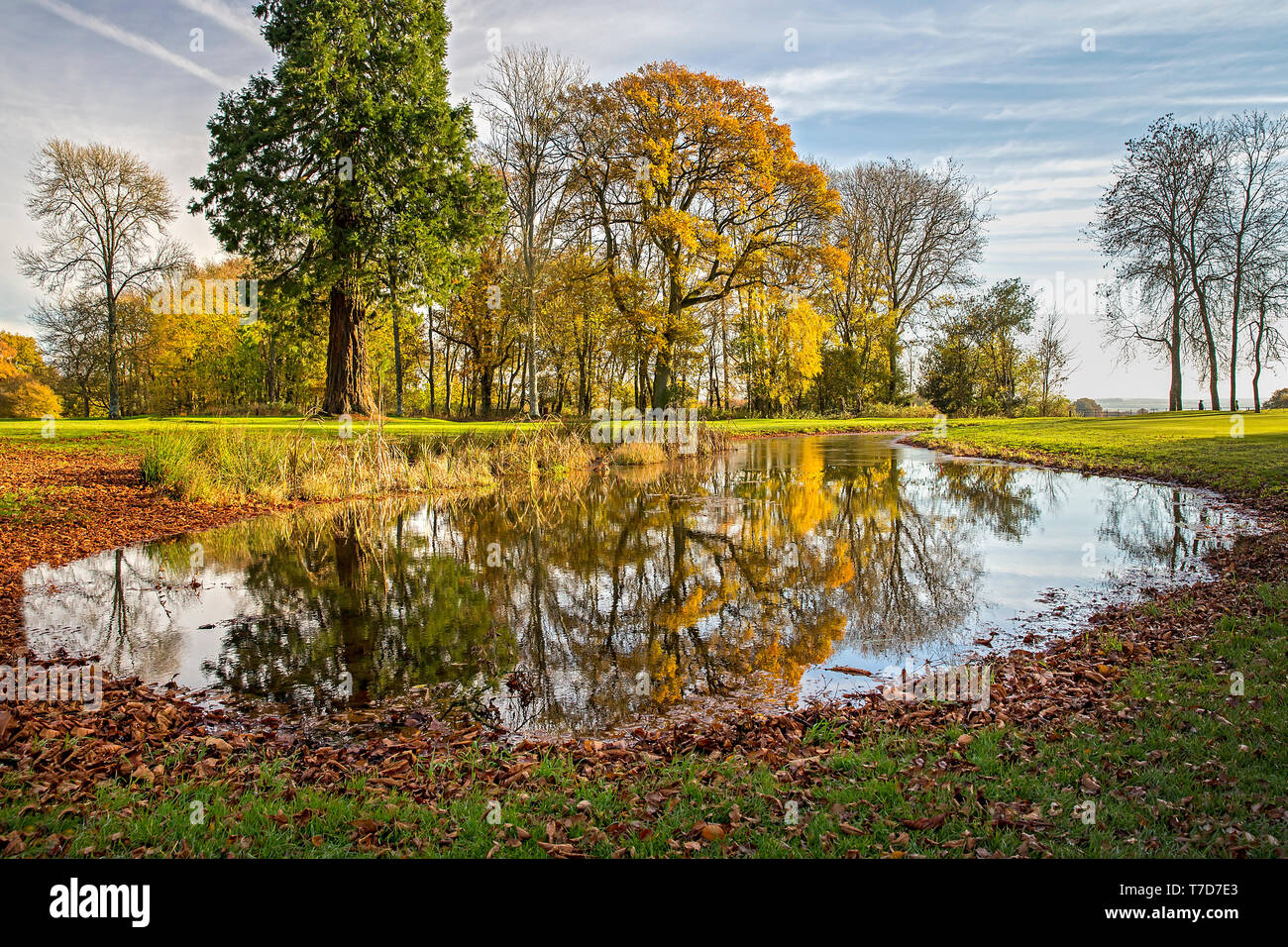 Rushmore Park Golf Club en otoño. Wiltshire, Reino Unido. Foto de stock