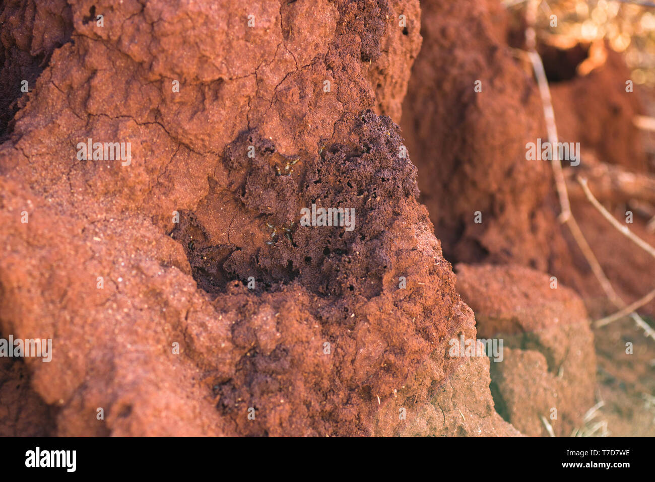 Las termitas Coptotermes ( ) construir sus montículos de barro, Kenia, África Oriental Foto de stock