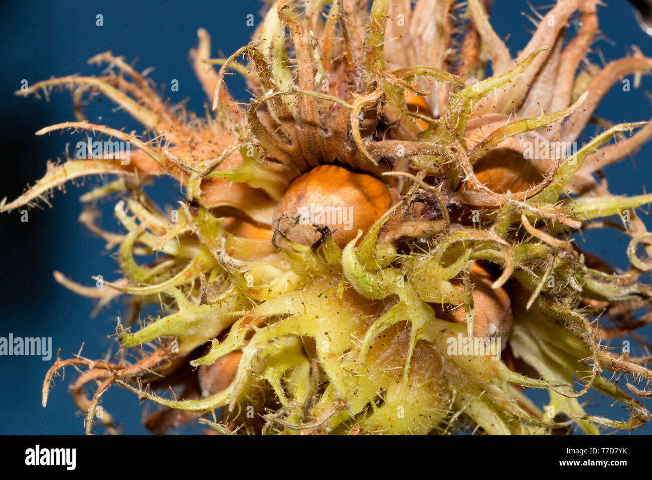 Las avellanas de Turquía, (Corylus colurna) Foto de stock