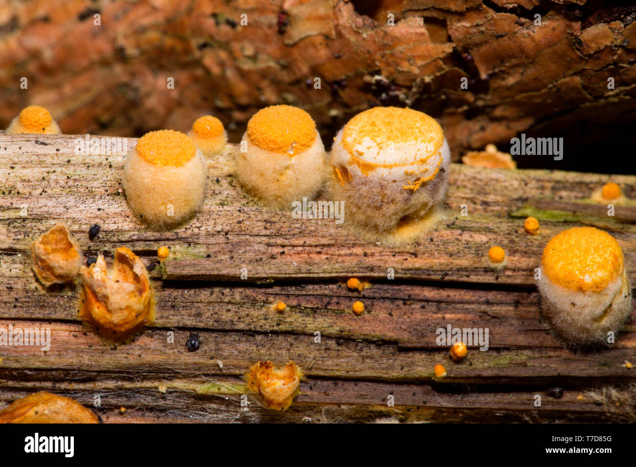 Bird's Nest Crucibulum laeve (hongo) Foto de stock