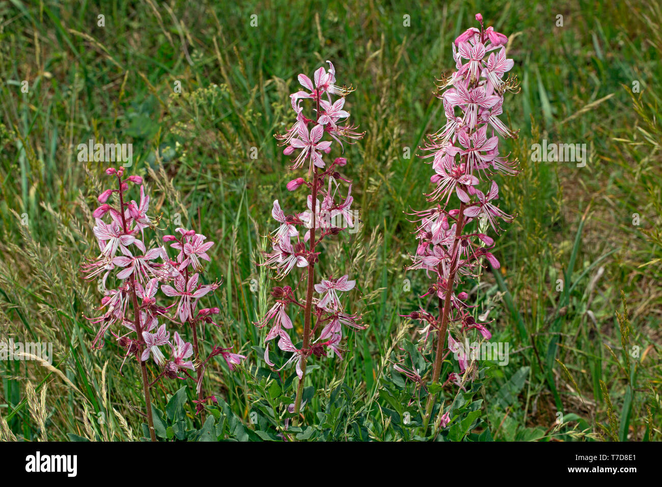 Arbusto ardiente, (Dictamnus albus) Foto de stock