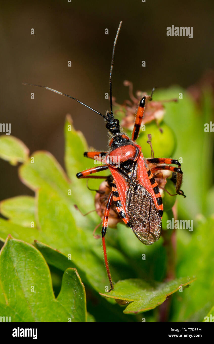 Insecto asesino rojo, (Rhynocoris iracundus) Foto de stock