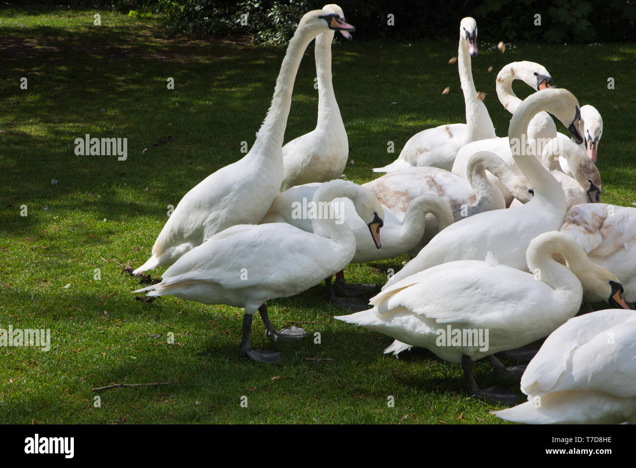 Cisnes Stratford upon Avon Foto de stock