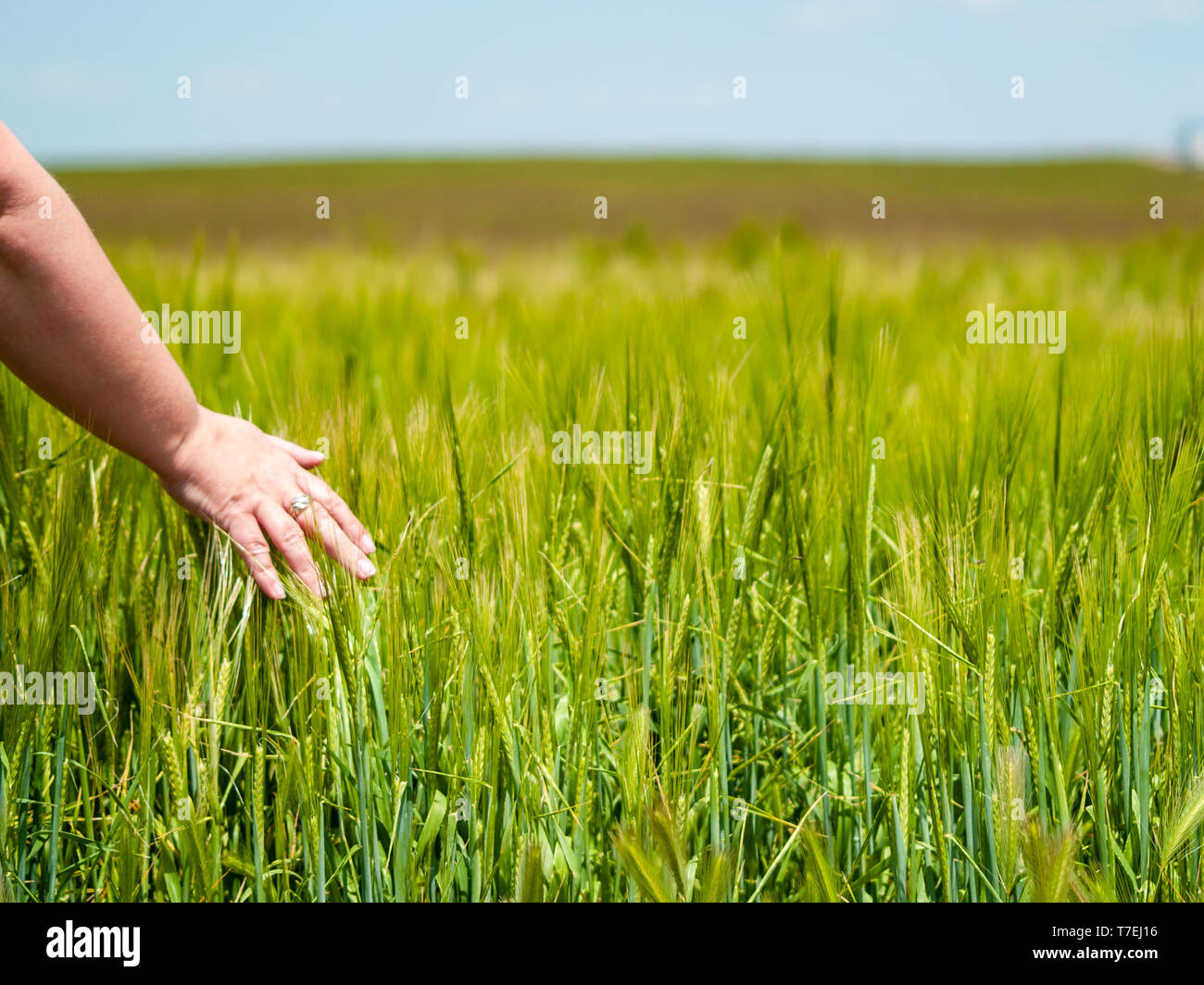 Persona irreconocible jugando con su mano las plantas en un campo de cultivo de cebada de primavera Foto de stock