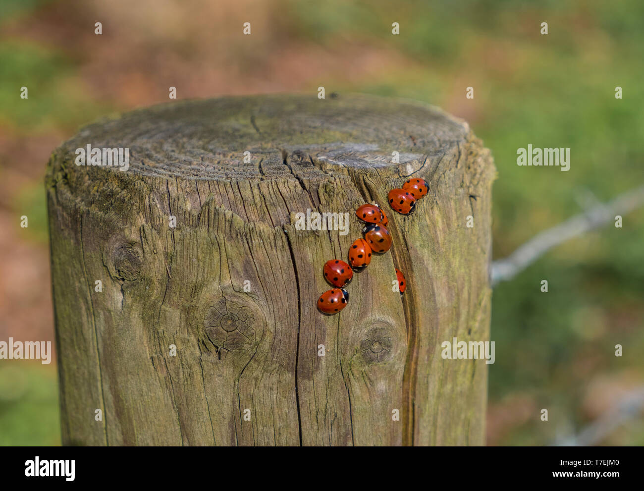 7 Spot mariquitas en primavera emerge de una grieta en un vallado donde han hibernado. Foto de stock