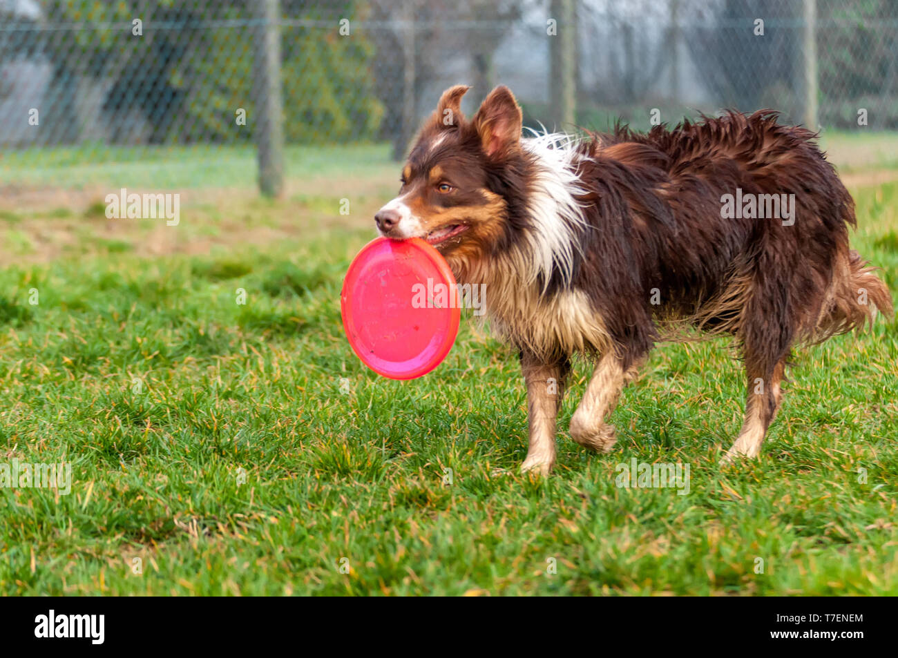 Un hermoso Border Collie perro jugando con un frisbee en un campo verde en  un día de primavera Fotografía de stock - Alamy