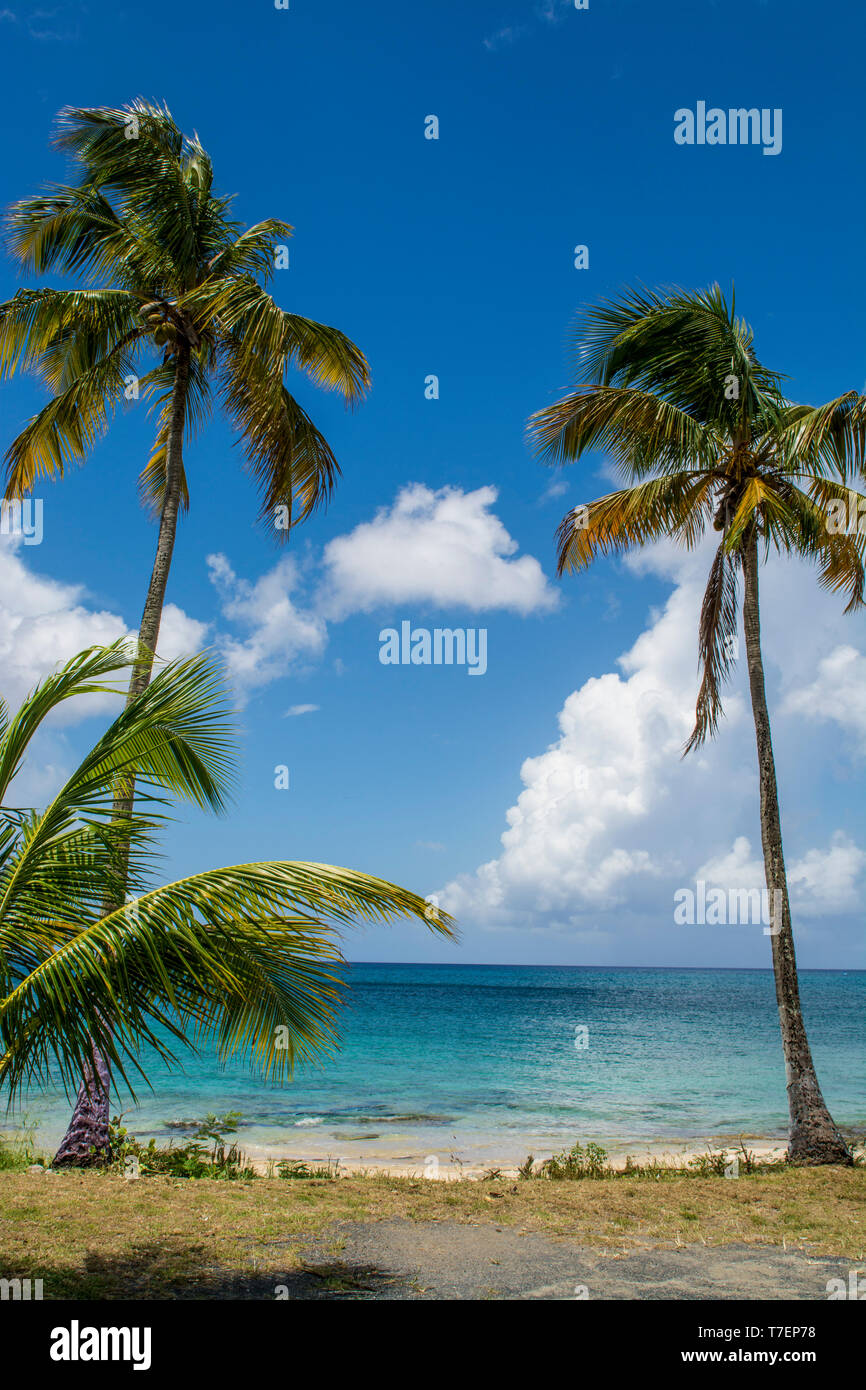 El espadín Hall Beach, Saint Croix, Islas Vírgenes de EE.UU. Foto de stock