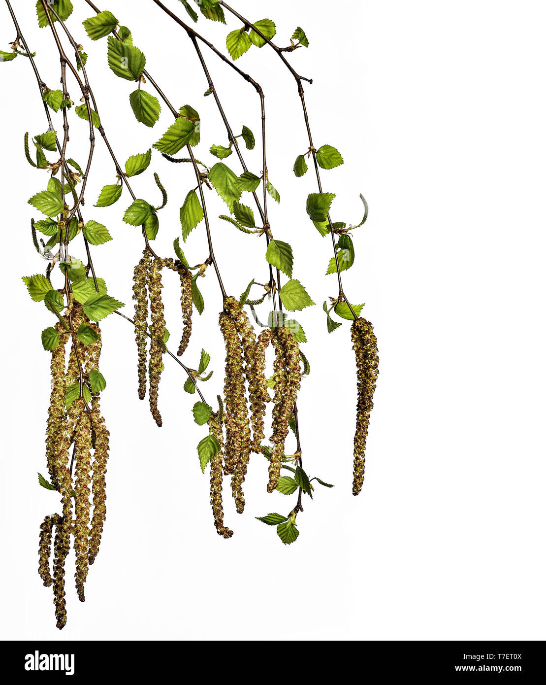 Las ramas de abedul con jóvenes ballestas y aretes de cerca, aislado sobre fondo blanco - tiempo de floración y formación de semillas. Polen de Foto de stock