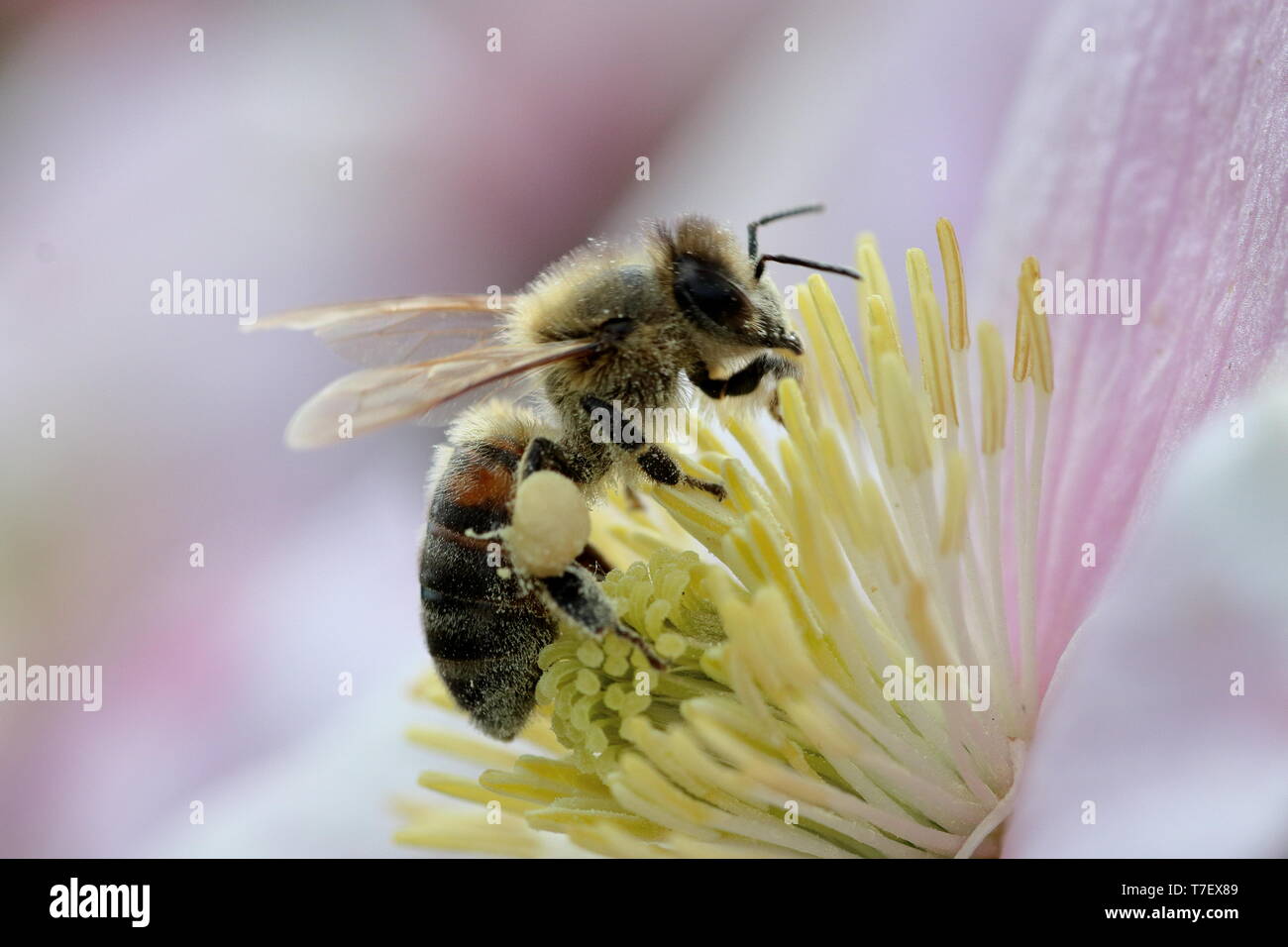 Cerca de una abeja de miel (Apis mellifera) en un clematis rubens flor Foto de stock