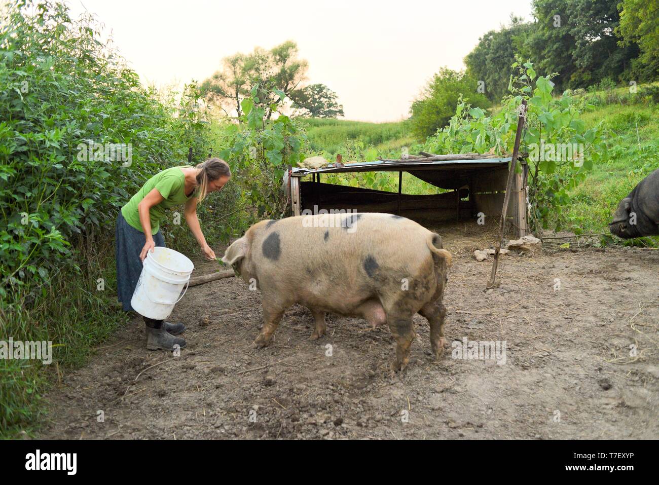 La vieja su cerdo fotograf as e im genes de alta resoluci n Alamy