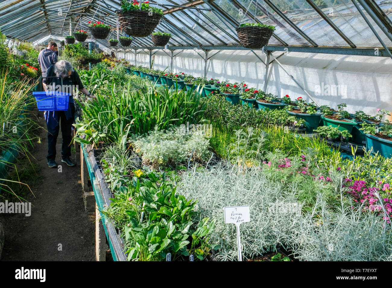 Clientes, compras, búsqueda y compra de plantas en un invernadero del centro del jardín. Foto de stock