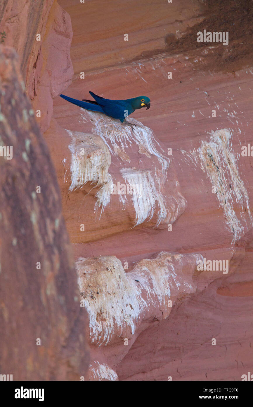 Guacamayo de Lear (Anodorhynchus Lear) cerca de posados areo en la cara de un acantilado en Bahia, Brasil. Es conocido de dos colonias en Toca Velha y Serra Branca, Foto de stock