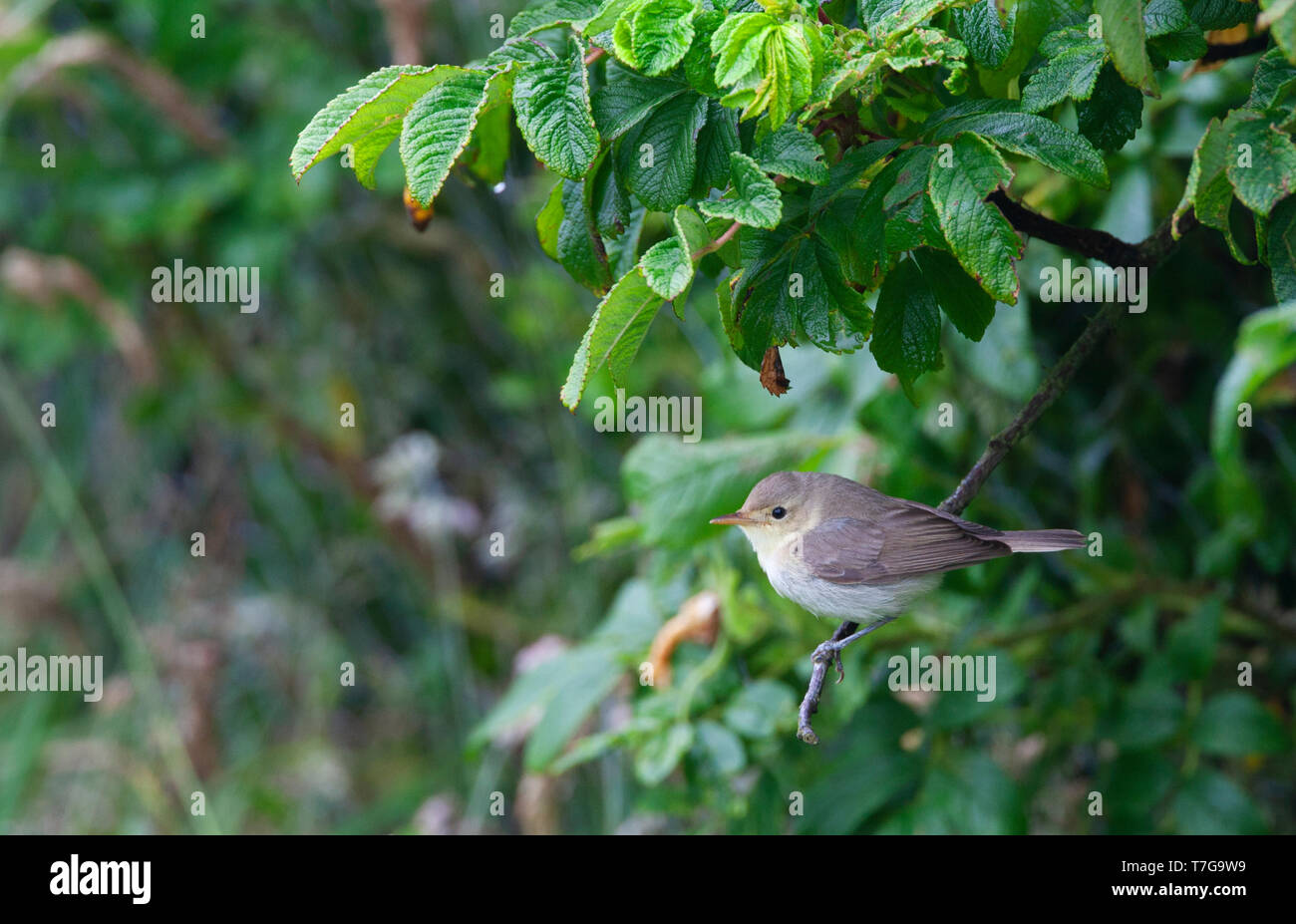 El otoño melodioso Warbler en Shetland Foto de stock