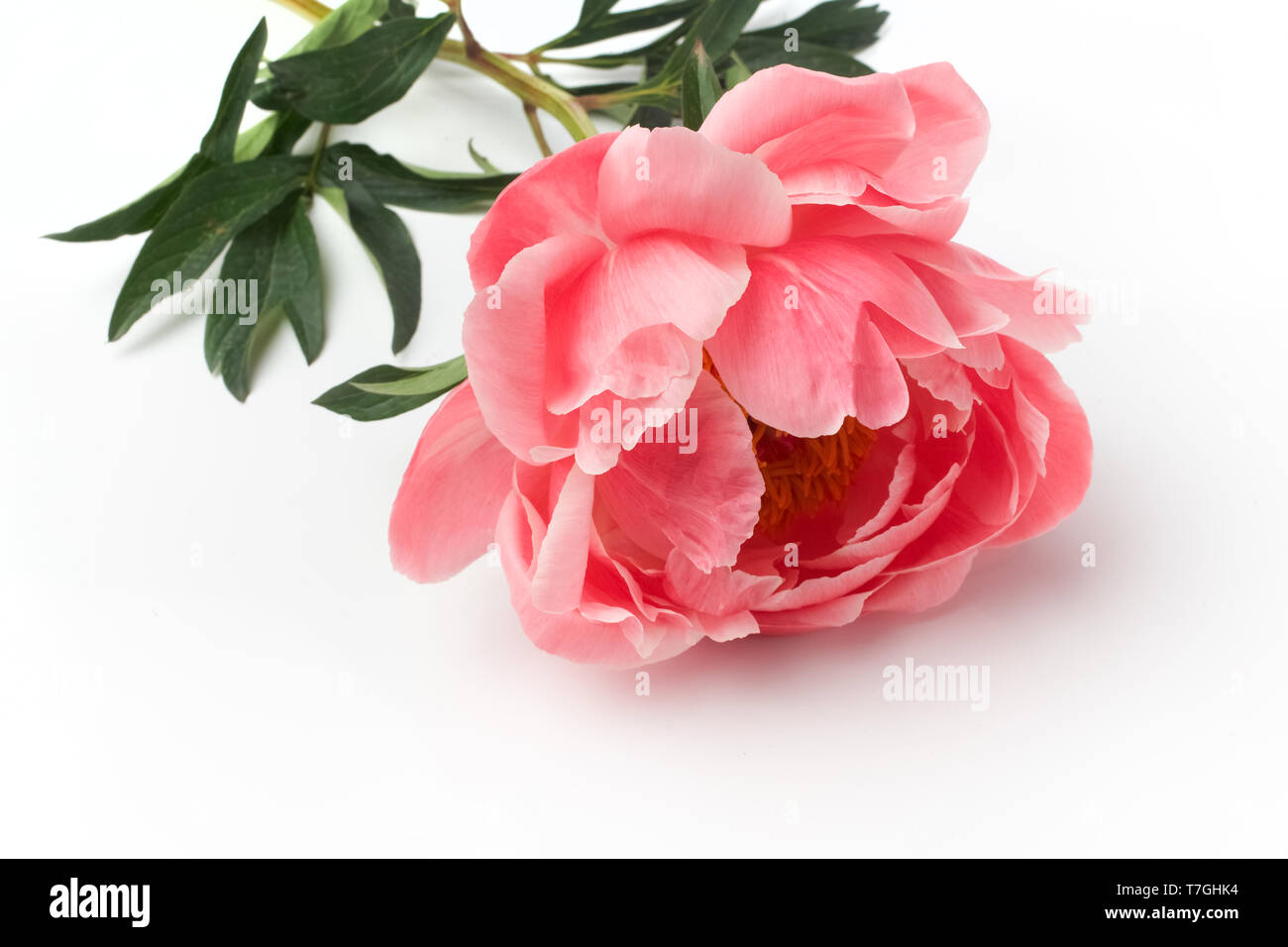 Rosa peonía sobre fondo blanco. Cumpleaños de la madre, San Valentín, el día de la boda, la mujer concepto. Tarjeta de felicitación. Foto de stock