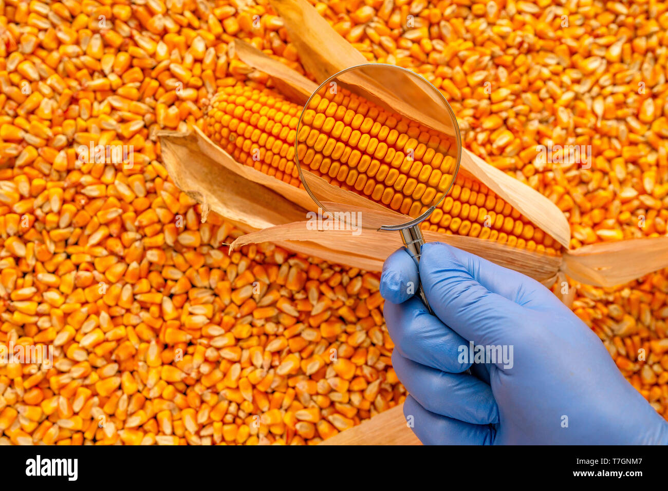 gato Composición Guardia Scientist examinando la calidad de las semillas de maíz cosechado granos,  cerca de la mano que sostiene la lupa Fotografía de stock - Alamy