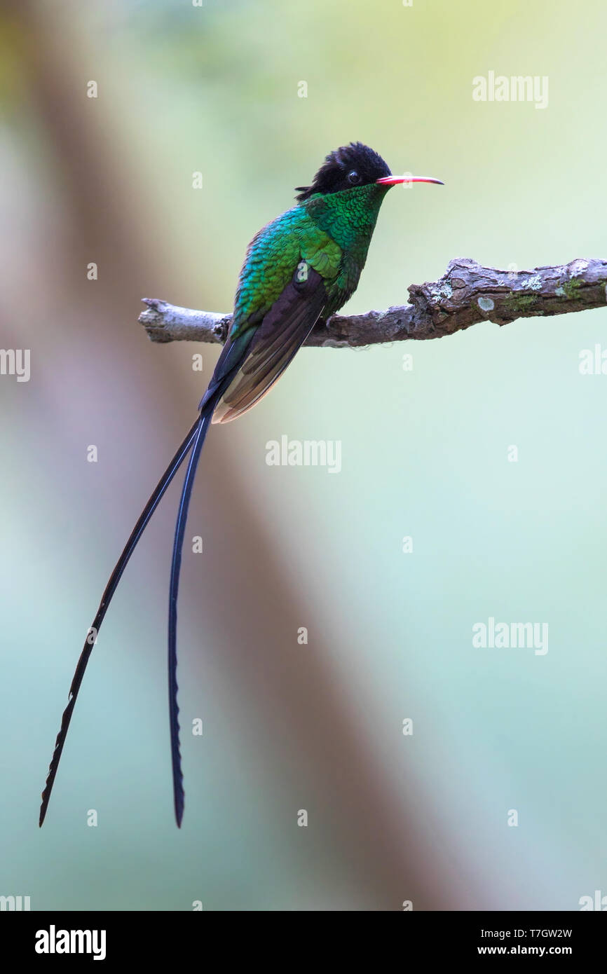Rojofacturados Streamertail (Trochilus polytmus) un común y
