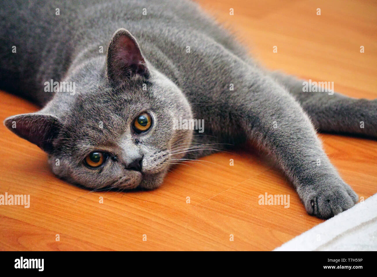 British Shorthair gato con pelaje gris y ojos de color ámbar Foto de stock