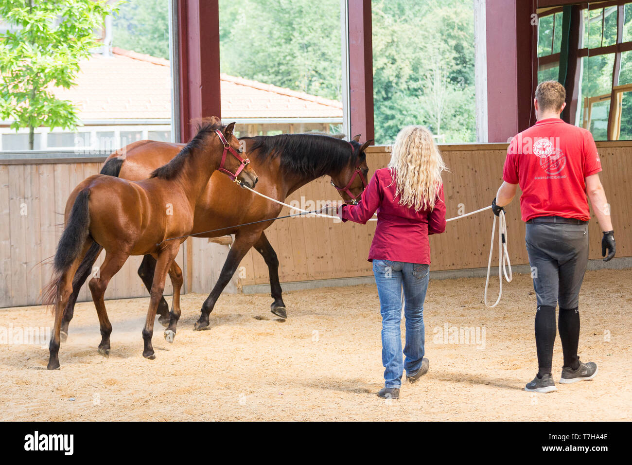 Deporte caballo ibérico. Un potro aprende a caminar sobre el lunge con sus madres ejemplo. Alemania Foto de stock