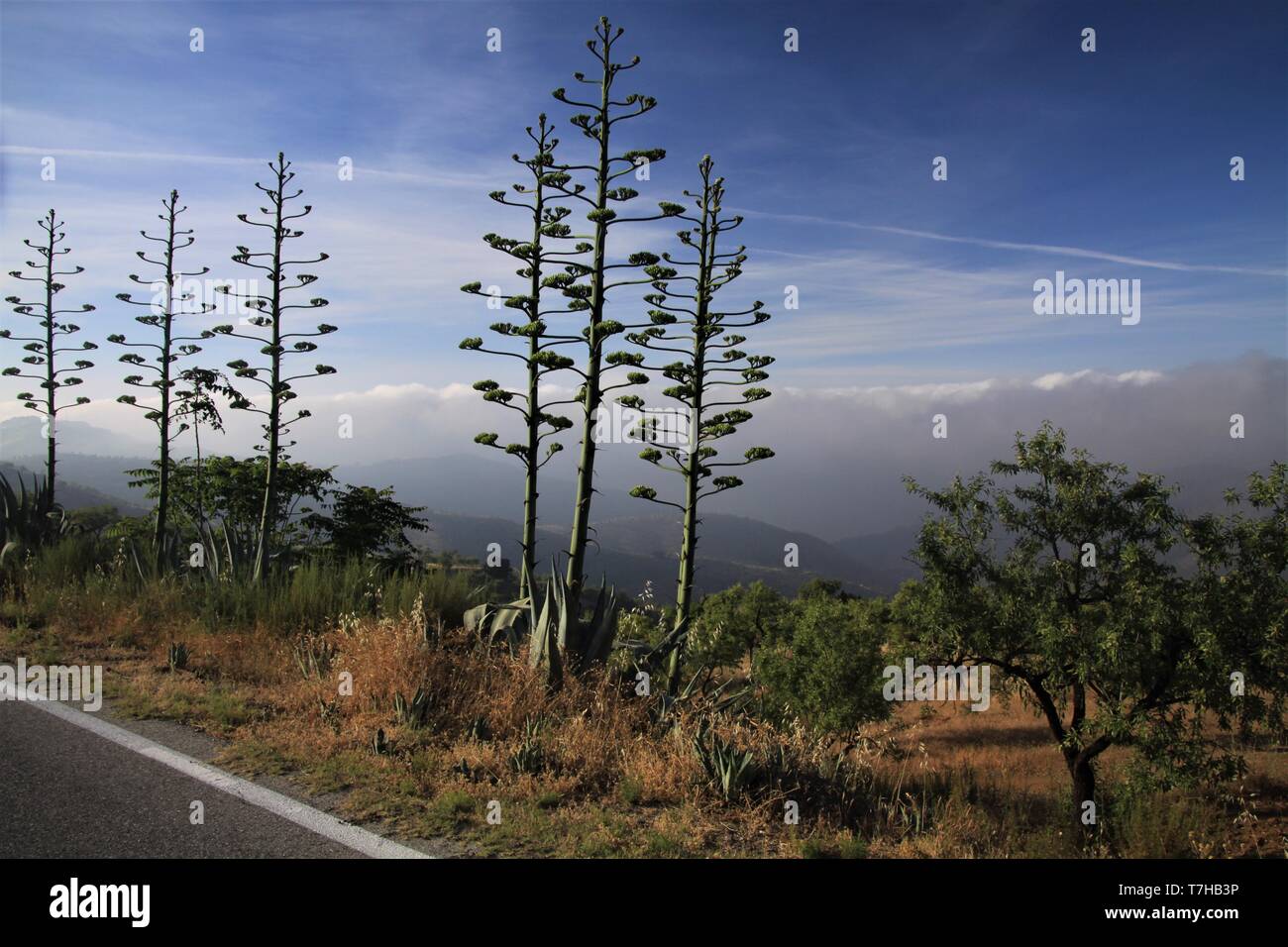Floración Agave americana variegata contra el cielo azul y cúmulos de nubes bajas alfombra en un valle a lo largo de la carretera de montaña en Sierra Nevada, Andalucía, España Foto de stock
