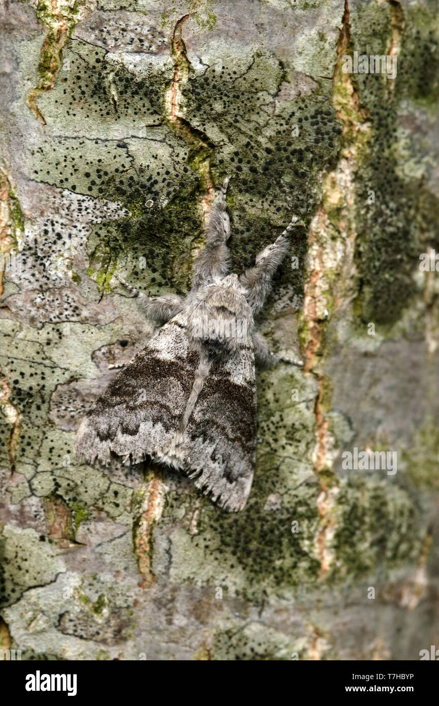 Pale cespitosas polilla (Calliteara pudibunda) sobre la corteza de los árboles y extremadamente bien camuflado, Devon, Mayo Foto de stock