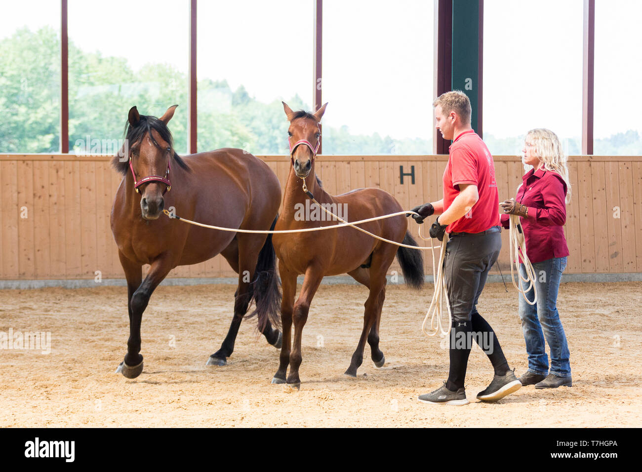 Deporte caballo ibérico. Un potro aprende a caminar sobre el lunge con sus madres ejemplo. Alemania Foto de stock