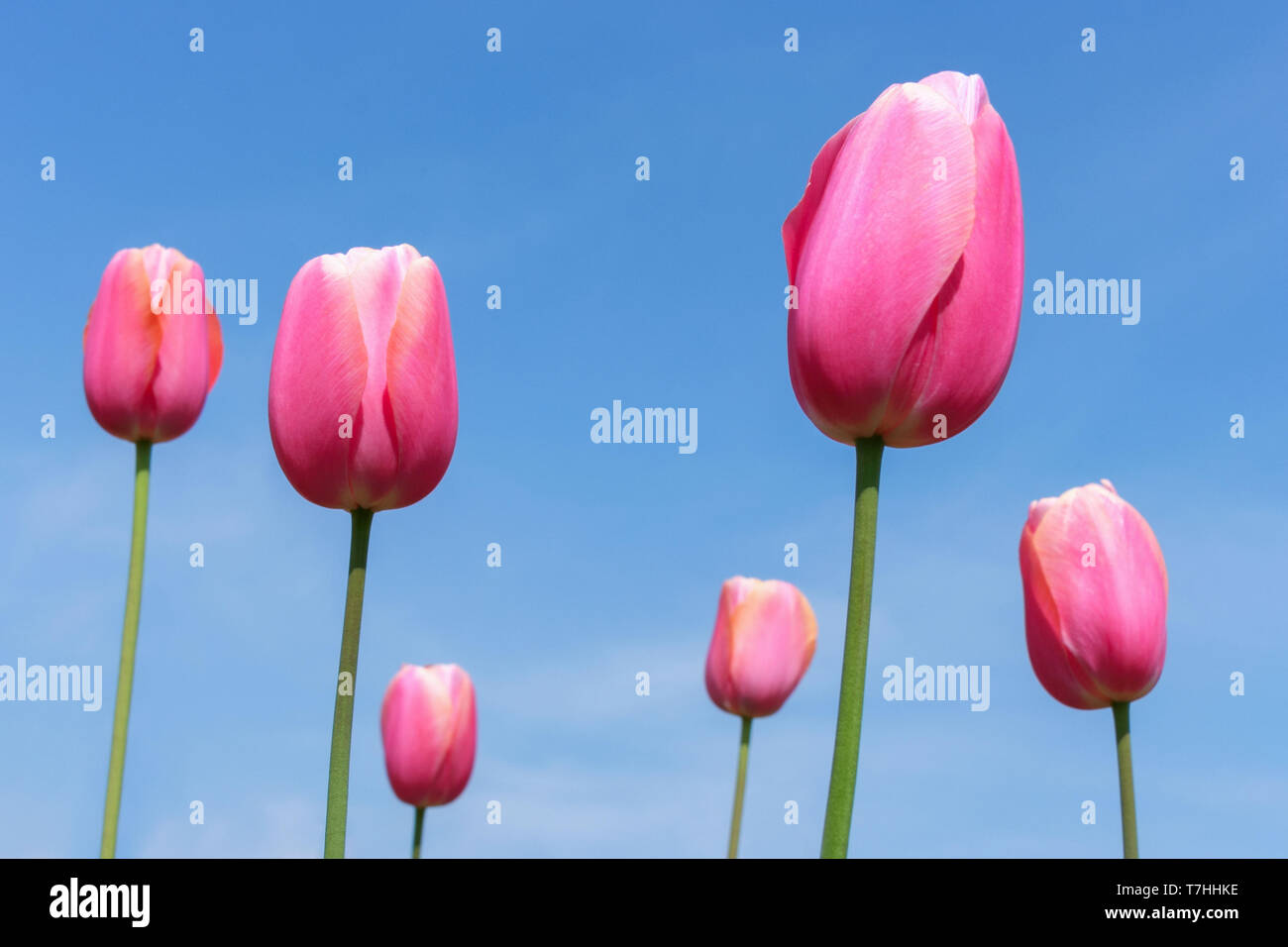 Hermosos capullos de rosa tulipanes flor de tulipán en el jardín de campo  contra el cielo azul en primavera. Naturaleza y concepto de flores  Fotografía de stock - Alamy