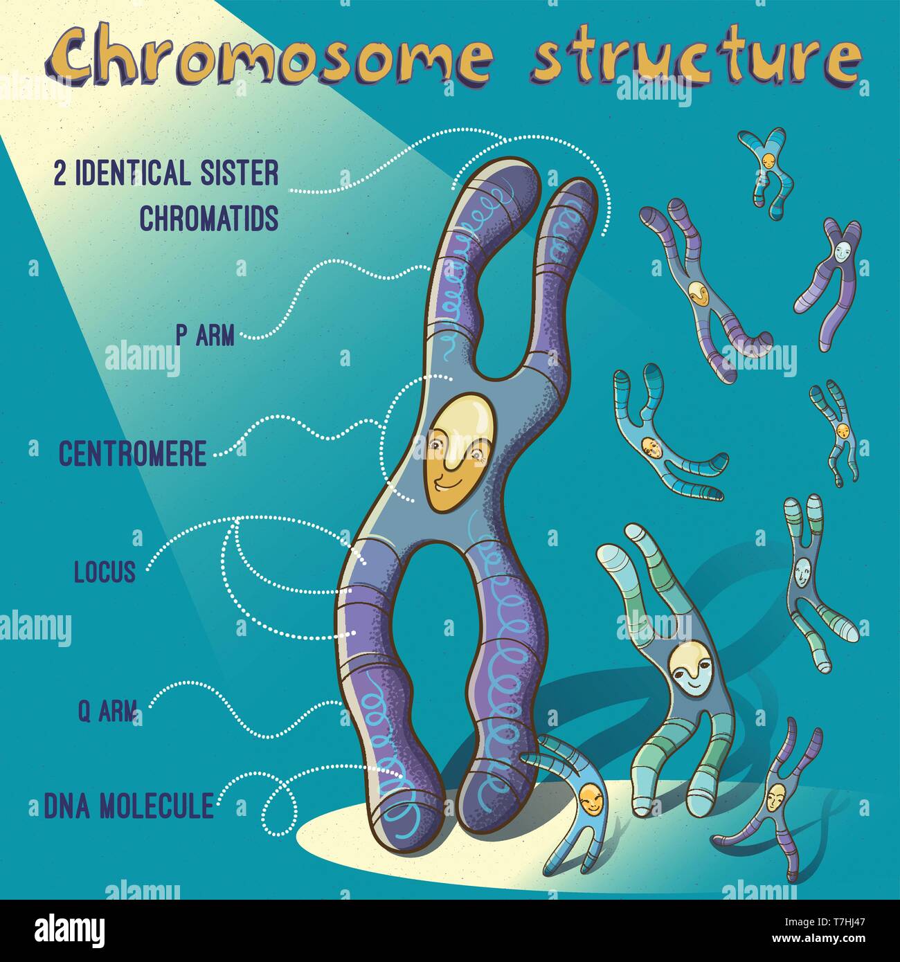 Cartoon vectores ilustración de la estructura cromosómica para niños. Imagen alegre para la educación en la escuela. Ilustración del Vector