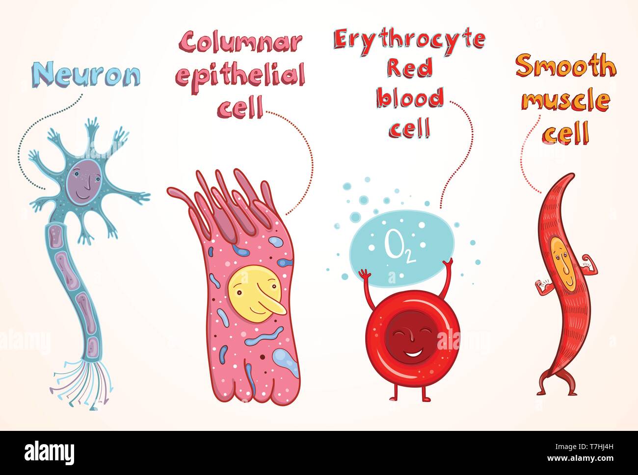Cartoon vectores ilustración para estudiar en la escuela. Las células somáticas humanas: neuron, eritrocitos, células epiteliales, miocito. Ilustración del Vector