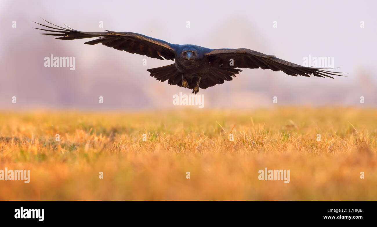 Bajo vuelo entrante Raven común sobre un campo en la mañana Foto de stock