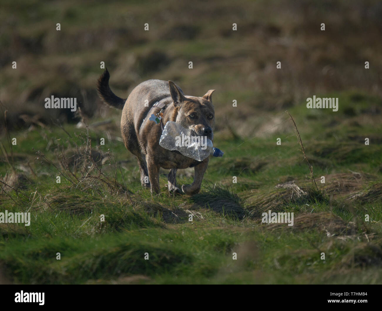 Perro llevar la botella de plástico vacía, Lancashire, UK Foto de stock