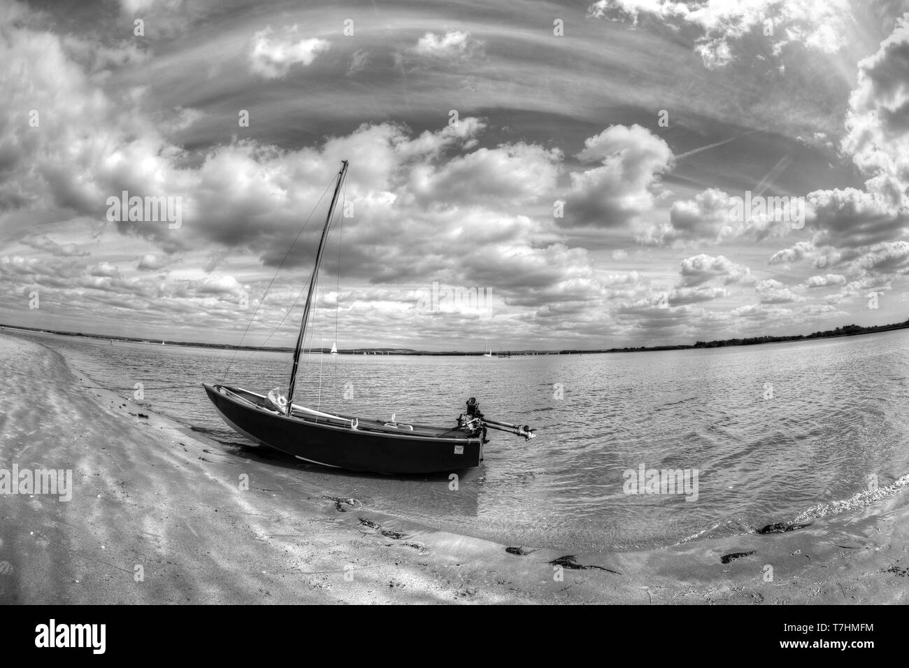 Golondrinas y Amazonas. Foto de stock