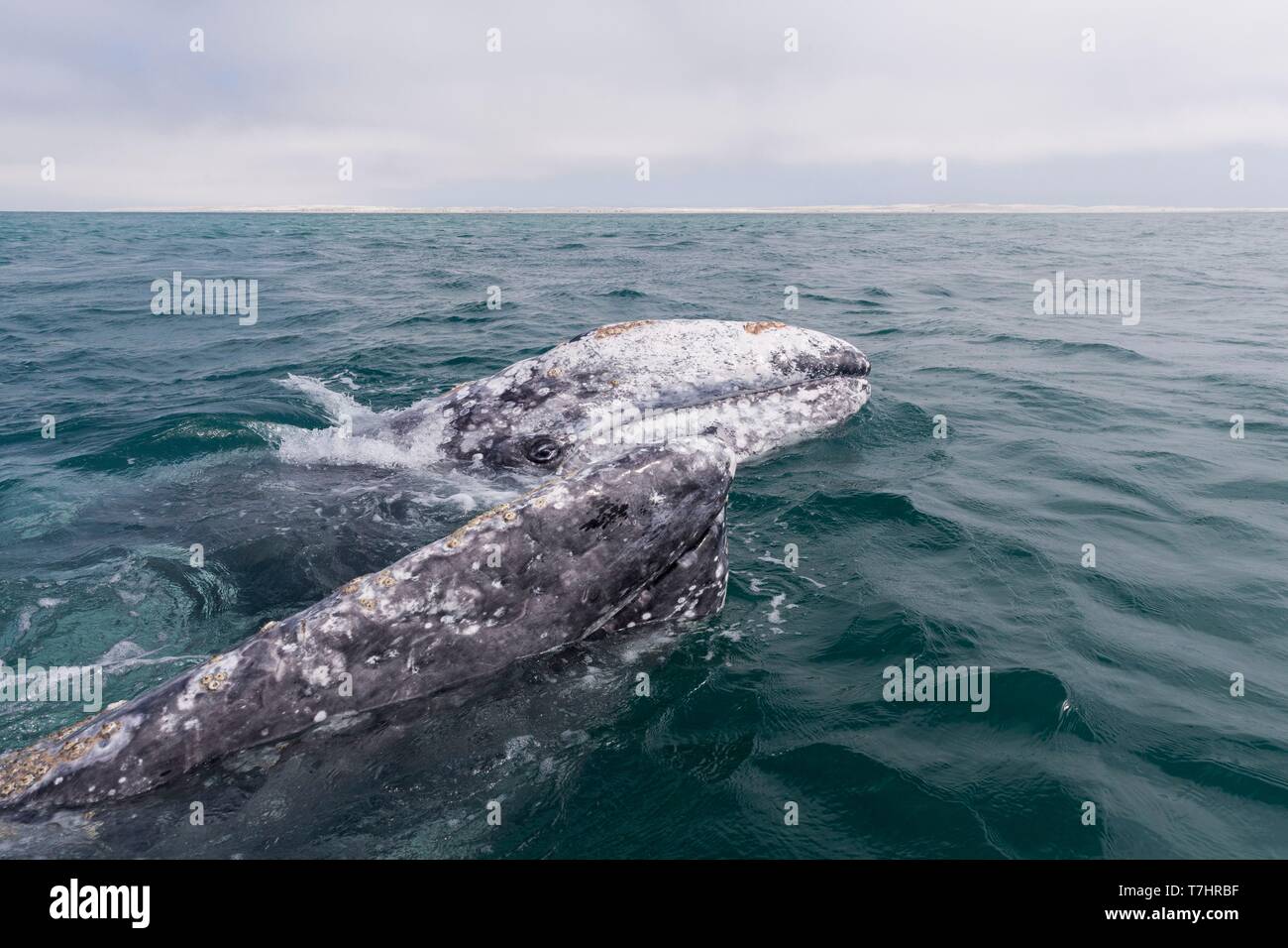 México, Baja California Sur, Guerrero Negro, Laguna Ojo de Liebre