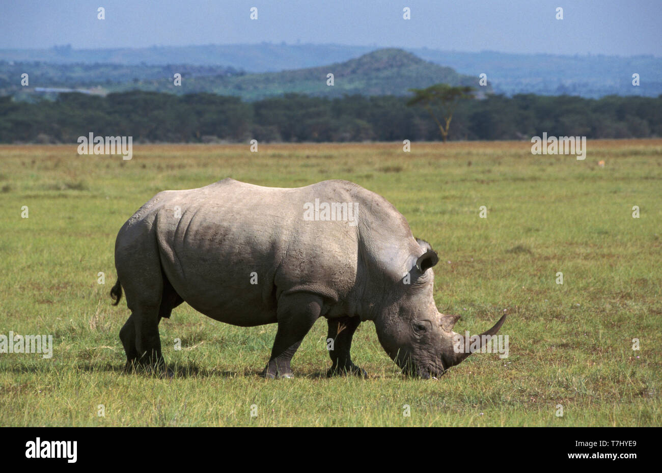 El rinoceronte blanco del norte (Ceratotherium simum cottoni), también conocida como plaza de labios de rinocerontes, Pastoreo en pasto corto alrededor del Lago Nakuru en Kenya. Foto de stock