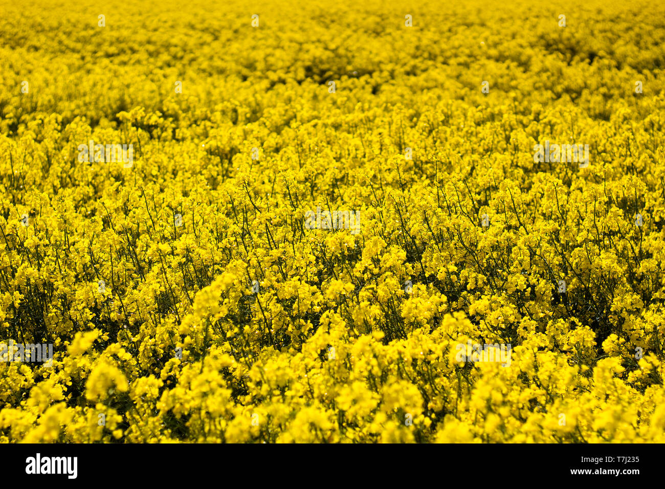 Campos de colza amarillos en Dublín, Irlanda, en 2019. Foto de stock