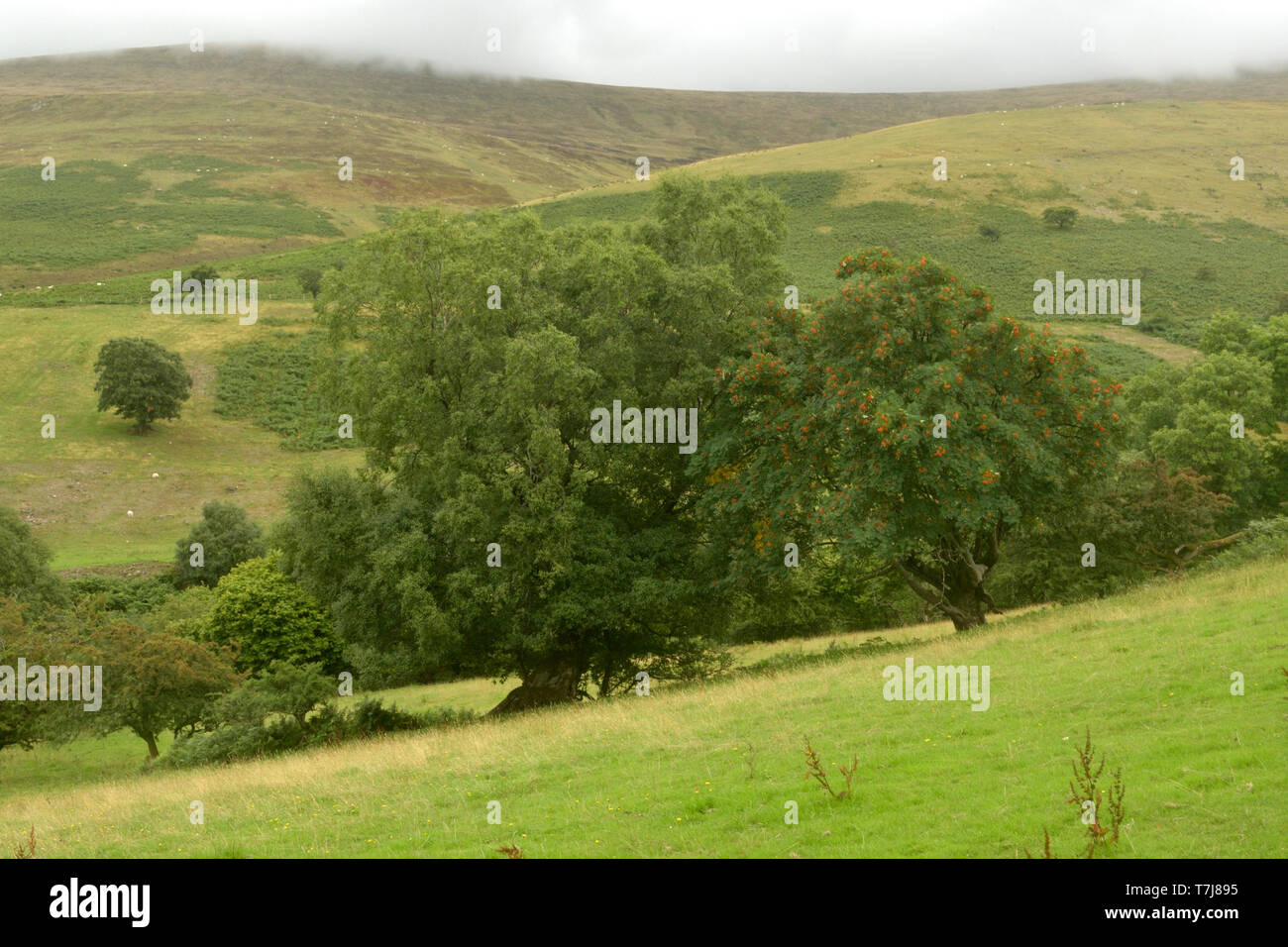Abedul blanco ibérico, Betula celtiberica en Cwm Llwch, Brecon Beacons Foto de stock