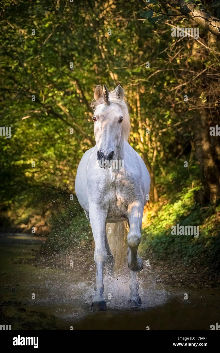 Unicornio (Puro Caballo Español con bocina) adjunto al galope en una corriente en un bosque. Alemania Foto de stock