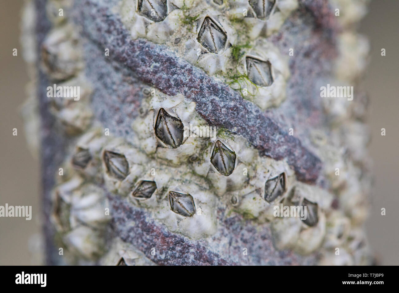 Percebe, Balanus crenatus Crenate Foto de stock