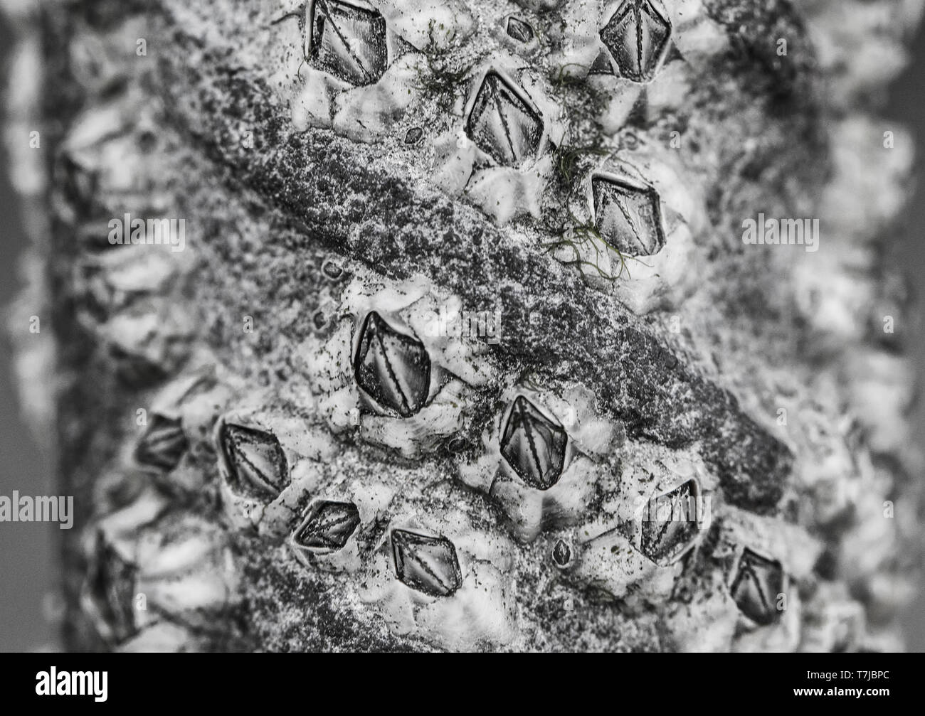 Percebe, Balanus crenatus Crenate Foto de stock