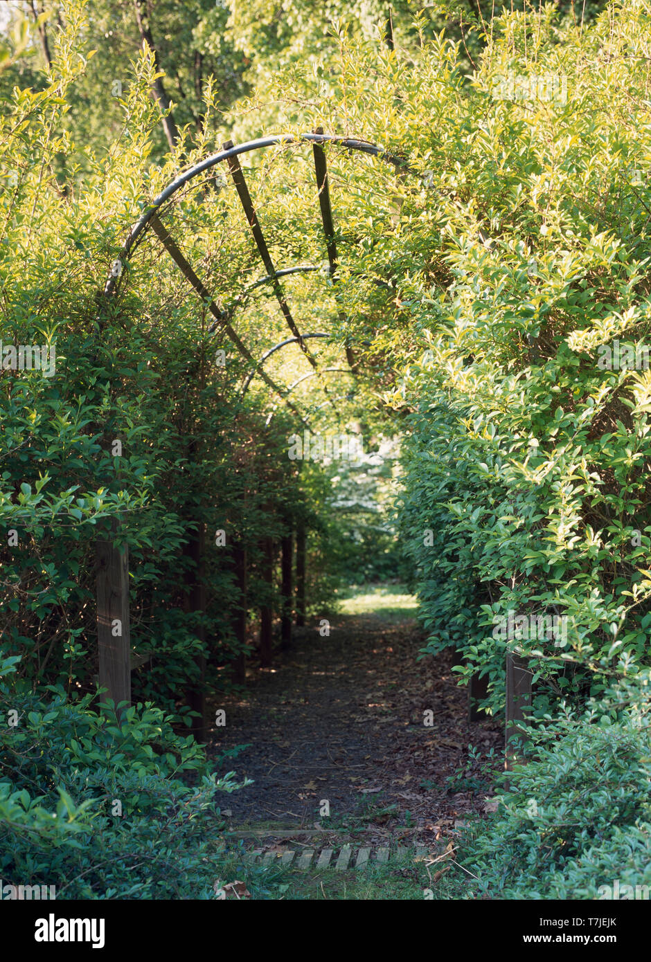 Arco con plantas verdes capacitado más Foto de stock