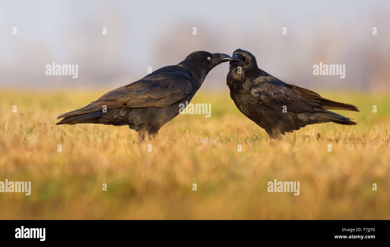 Par de Cuervos común besar y asearse mutuamente Foto de stock