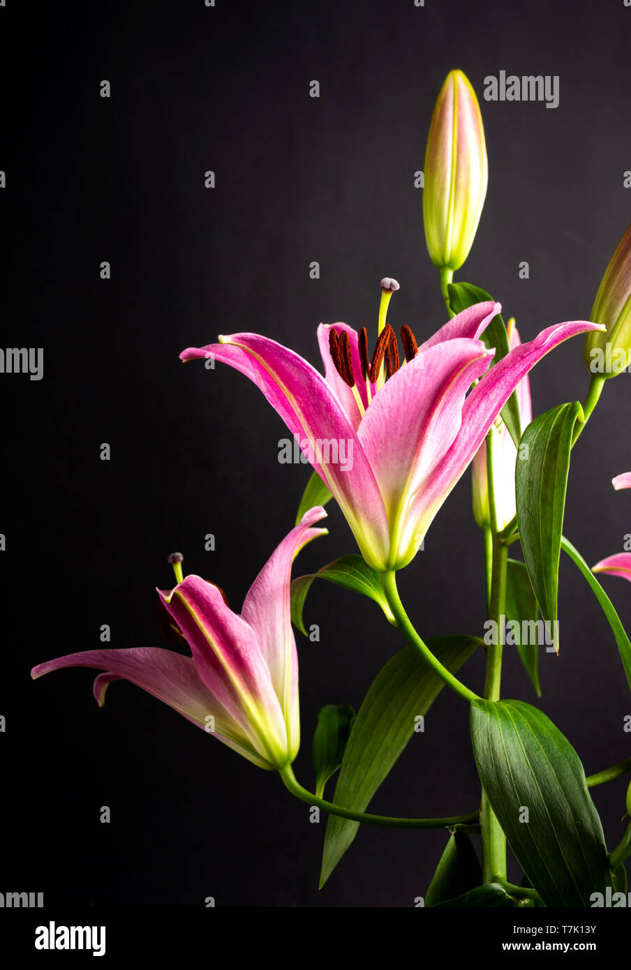 Hermosas flores de lis sobre fondo oscuro closeup Foto de stock