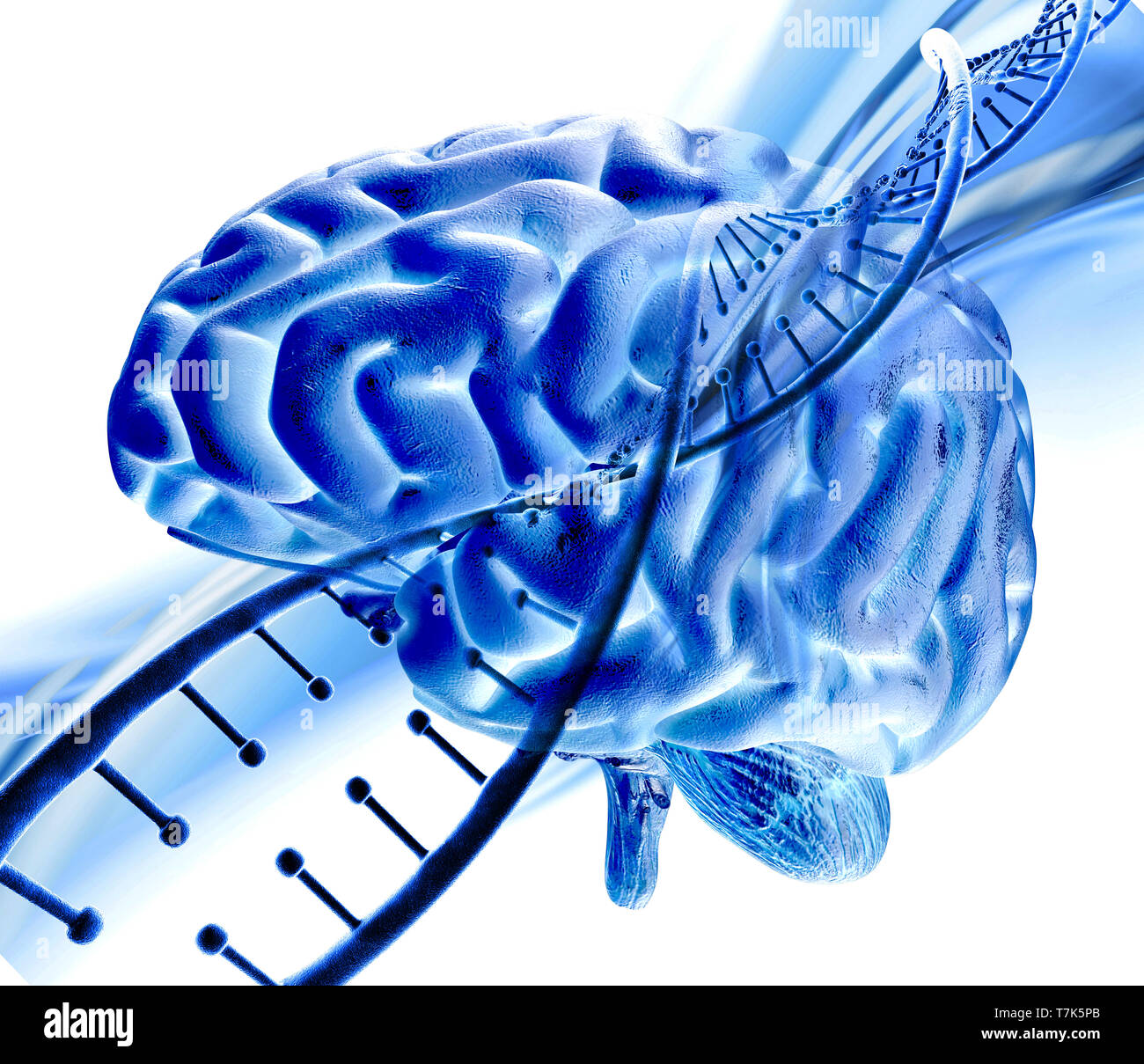 3D Render de formación médica con la hebra de ADN y el cerebro humano Foto de stock