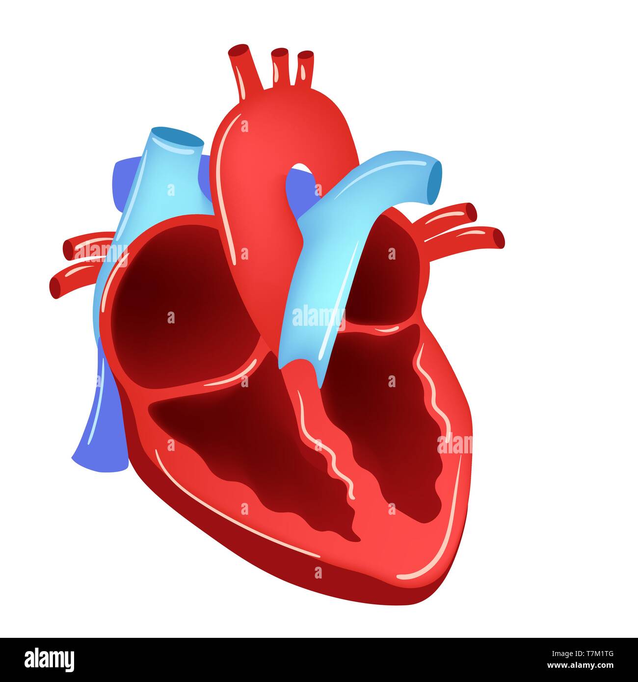 Ilustración vectorial de Corazón - Parte de orgánicos humanos. Ilustración del Vector